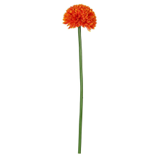 Uzun Saplı Gül Kurusu Kadife Çiçeği